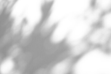 Abstract natural tree branch leaves shadow on white wall background © Kwangmoozaa