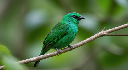 Fototapeta premium Green bird. A Palm Tanager also know as sanhaco or Coconut Tanager perched on the branch. Species Thraupis palmarum. Birdwatching. Birding.