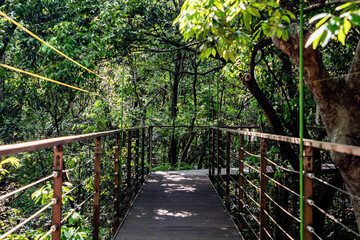 Scenery in the forest in summer
