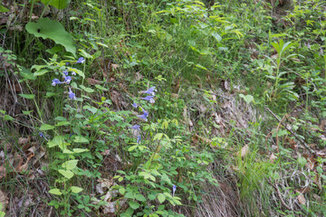 日本：ラショウモンカズラ（Meehania urticifolia）／唇型の青紫の花が斜面に咲く風景【シソ科の山野草】長野県・5月