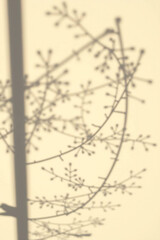 Fototapeta premium illustration in cream tones, depicting the shadow of plant branches on a wall