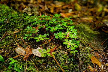 asia locally plants growing on moss and stone, tropical forest, real life environment, greenery