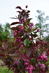 Close-up of blooming purple-pink crabapple blossoms on leafy tree branch in spring garden