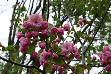 Beautiful cluster of pink apple blossoms blooming on tree branches during spring season