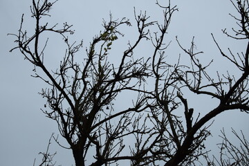 Silhouette of leafless tree branches against grey overcast sky during early spring