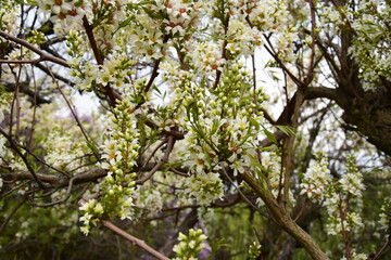 Dense cluster of blooming white spring flowers on tree branches in vibrant garden setting