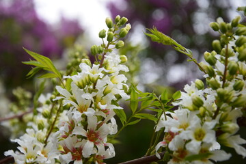 Blooming White Catalpa Flowers with Pink Accents in Spring Garden Closeup