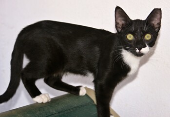 Black and white kitten walking on pet carrier