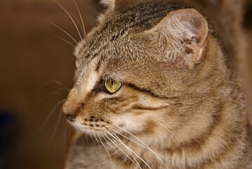 Obraz premium European cat staring with its green eyes and long whiskers