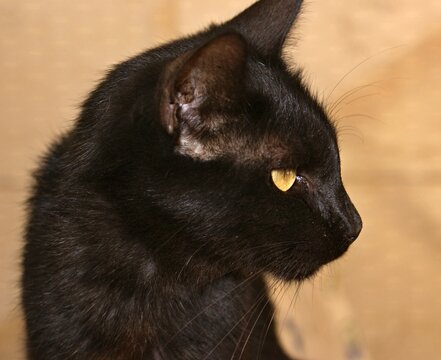 Black cat staring intensely with yellow eyes - Powered by Adobe