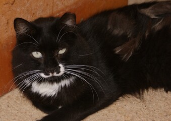 Black and white cat lying and resting on carpet