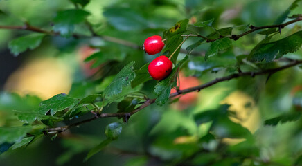 Rose Hips in Sunlight: Bright Red Fruits on Shrub