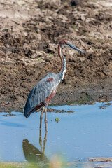 South Africa, Kruger National Park, Goliath Heron (Ardea goliath)