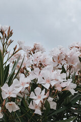 Pink Oleander Flowers in Bloom