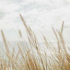 Fototapeta na wymiar Soft Focus on Tall Grass Against Cloudy Sky