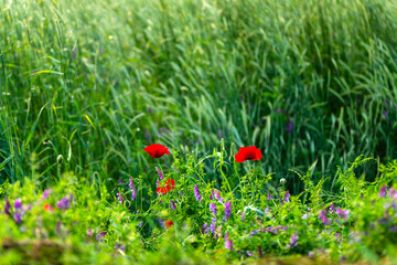 poppy flowers by the barley field
