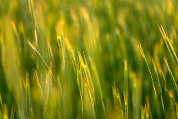 barley field in the morning