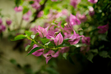 Beautiful Bougainvillea pink and purple flowers, Bougainvillea glabra Choisy, flowering in spring in the garden