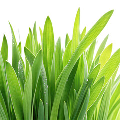 Fototapeta premium Fresh green grass blades with water droplets close up spring growth background illustration on transparent background