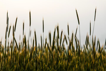 Fototapeta premium view of the barley against the sky during sunrise
