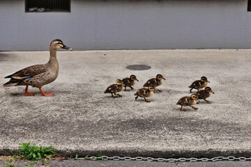 カルガモ親子のお引っ越し