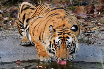 Tiger at waterhole