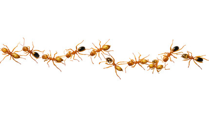 Ant Colony's March: A close-up view of an industrious colony of ants marching in a line, each tiny creature working together with precision and purpose.