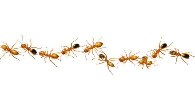 Ant Colony's March: A close-up view of an industrious colony of ants marching in a line, each tiny creature working together with precision and purpose.