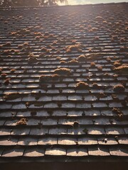 The old gazebo near the German palace. The roof is covered with moss. Sunbeams at sunset. The play of light and shadow.