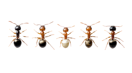 Diverse Ant Colony: A diverse colony of ants displays unique coloration and variation on a plain , creating a compelling image that is both educational and intriguing.