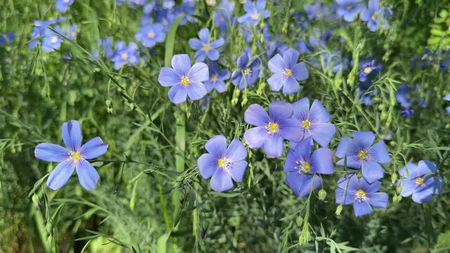 Blue flax flowers in the grass.