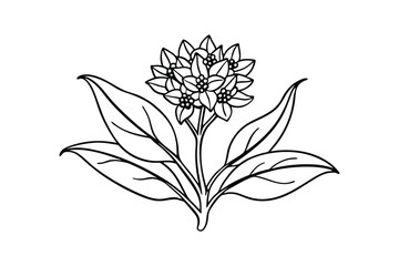 Line art illustration of an Asclepias incarnata flower (1).eps