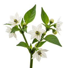 
flowering stem of bell pepper isolated on transparent background