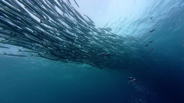 Maratua, Indonesia: Underwater footage of a large school of barracudas swirling in the water of the Chanel scuba diving site in Maratua in the Derawan islands in Indonesian Borneo