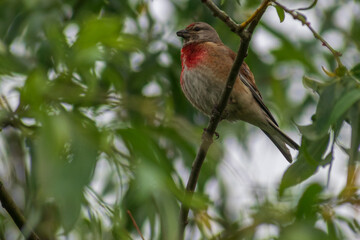 linnet on a branch