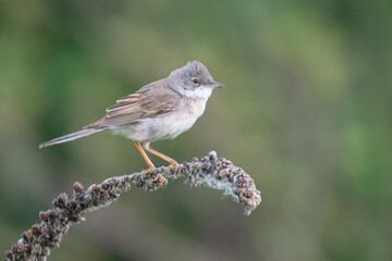 Obraz premium Greater Whitethroat on a branch