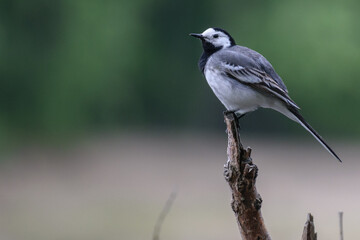 Obraz premium White Wagtail on the river