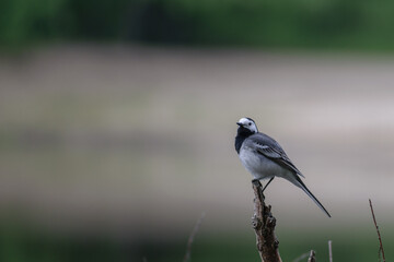 White Wagtail on branch