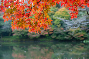 高岡古城公園の堀とモミジ