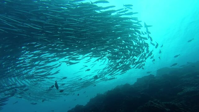 Maratua, Indonesia: Underwater footage of a large school of barracudas swirling in the water of the Chanel scuba diving site in Maratua in the Derawan islands in Indonesian Borneo with a slow motion