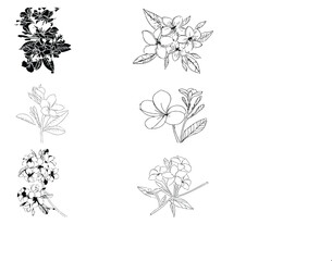 frangipani  group image 