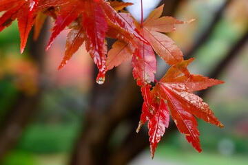雨に濡れるモミジ