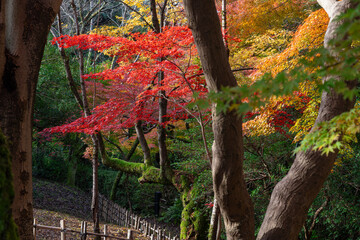 秋真っ盛りの高岡古城公園