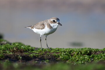 Lesser sand plover standing on rock.