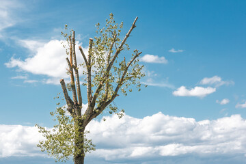 Pollarded Tree Against Bright Cloud-Filled Sky