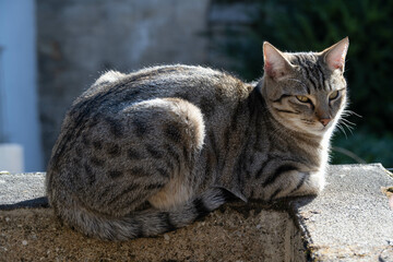 Portrait d’un jeune chat tigré