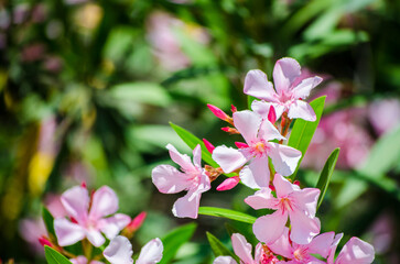 Pink oleander flowers bloom vividly against lush green foliage. Sunlight highlights petals, creating vibrant contrast. Image captures tranquility and natural beauty