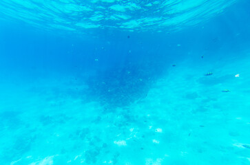 School of fish navigates clear blue waters, casting ethereal shadows on ocean floor. Sunlight illuminates aquatic scene, accentuating vibrant marine environment