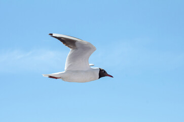 Seagull glides effortlessly with wings spread wide. Bright sunlight illuminates white feathers. Clear blue sky offers serene backdrop, evoking freedom and tranquility