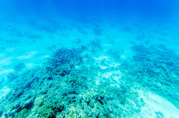 Expansive underwater scene showcases coral formations bathed in blue light. Depth offers serene view, depicting marine life habitat with shadows and textures